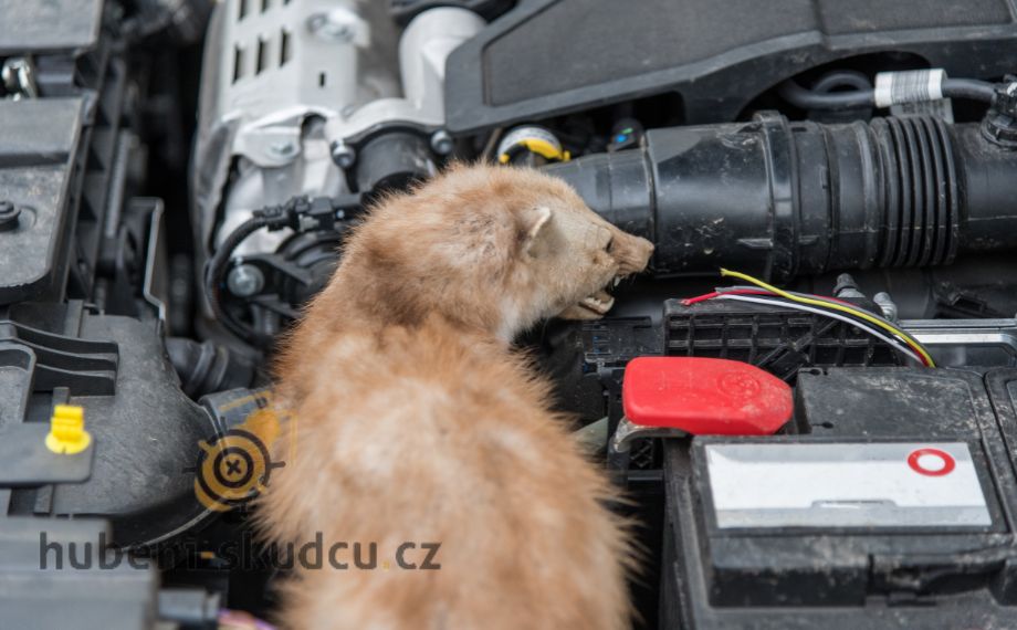 jak vyhnat kuny z motoru